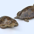 Turtle, turtle, soft-shelled turtle, turtle 3d model