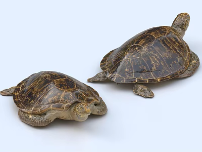 Two Beautiful Sea Turtles With Brown Patterned Shells On Light Background 3d model