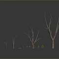 Dry Trees And Small Green Plants Of Various Sizes In Dark Environment