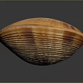 Orange and Brown Striped Clam Shell on Black Background with Reflection 3d model