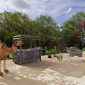 Natural Garden Landscape With Camel Kiosk Sheep Green Trees And Sandy Ground