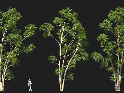 Lush Tall Green Trees With Human Figure Standing In Black Background 3d model