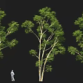 Lush Tall Green Trees With Human Figure Standing In Black Background