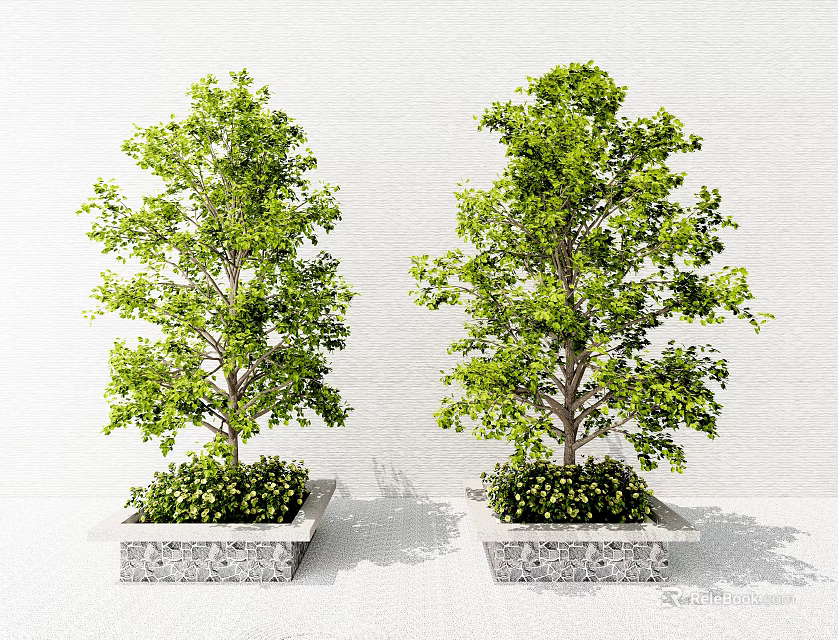 Two Lush Green Trees Planted in Square Stone Planters Against White Wall 3d model 