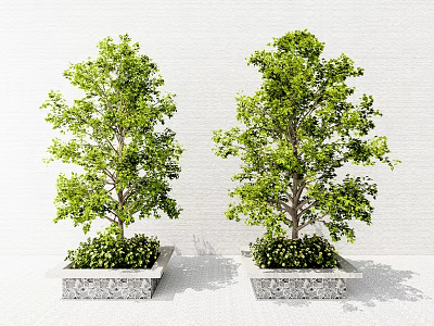 Two Lush Green Trees Planted in Square Stone Planters Against White Wall 3d model