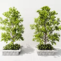 Two Lush Green Trees Planted in Square Stone Planters Against White Wall