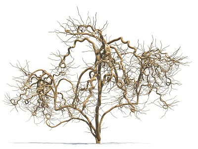 Leafless Tree With Twisted Slender Branches And Artistic Curved Trunk Isolated On White Background 3d model