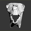 Modern Skull Animal Skull Fossil Skeleton Animal Skeleton 3d model