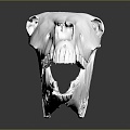 Modern Skull Animal Skull Skull Fossil Skeleton Animal Skeleton 3d model