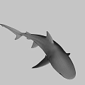 Realistic Shark 3D Model with Detailed Features and Swimming Pose on Black