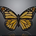 Monarch Butterfly With Orange And Black Wings And White Spots On Gray Background