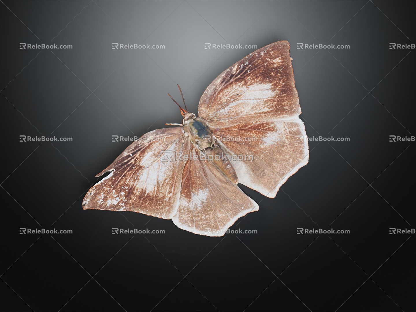 Modern butterfly, moth, moth 3d model