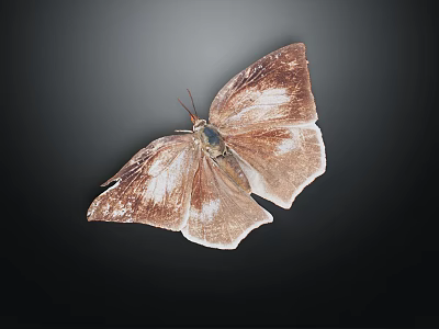 Brown and White Butterfly with Spread Wings on Black Background 3d model