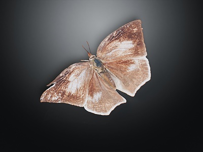 Modern butterfly, moth, moth model