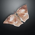 Brown and White Butterfly with Spread Wings on Black Background 3d model
