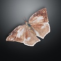 Modern butterfly, moth, moth 3d model