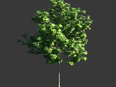 Arbor with Lush Green Foliage and Straight Trunk in Natural Scene 3d model