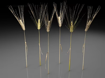 Multiple Golden Wheat Ears Arranged On Gray Background With Awns And Stems 3d model
