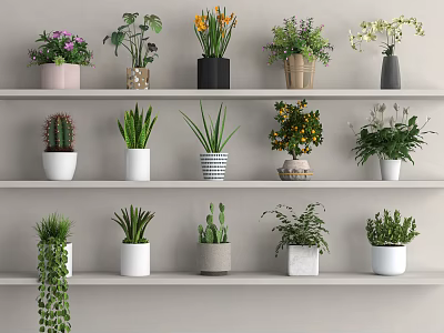 Various Types of Potted Plants Displayed on White Multiple Shelves with Different Pots 3d model