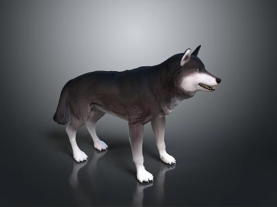 Realistic Standing Dark Gray Wolf 3D Model with White Paws on Gray Background 3d model