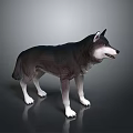 Realistic Standing Dark Gray Wolf 3D Model with White Paws on Gray Background 3d model