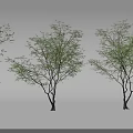 Three Different Trees With Lush Foliage Varying Sizes And Natural Branches