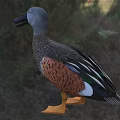 Aquatic Animal Duck Featuring Grey Head Black Beak Brown Spotted Feathers And Orange Feet