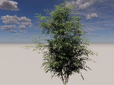 Tall Green Bamboo Plant Standing In Light Sand Ground With Blue Sky And White Clouds 3d model