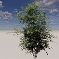Tall Green Bamboo Plant Standing In Light Sand Ground With Blue Sky And White Clouds