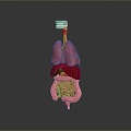 Visceral Human Body Visceral Human Body System Human Urinary System Human Circulatory System Human Body Internal Tissue 3d model