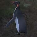 Aquatic Penguin With Black White Plumage And Orange Beak In Natural Habitat