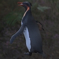 Knott's sword beak penguin giant penguin marine life animal 3d model