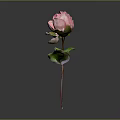 Pink Peony Plant With Green Leaves And Brown Stem On Gray Background