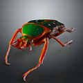 Colorful Decorative Beetle With Green Back Red Spots And Orange Legs