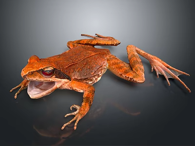 Orange Frog with Open Mouth and Prominent Red Eyes on Dark Background 3d model