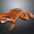 Orange Frog with Open Mouth and Prominent Red Eyes on Dark Background