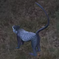 Gray Reptile With Long Tail Standing On Green Grass In Natural Habitat