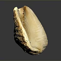 Marine Mollusk Shell With Textured Surface And Light Brown Color On Dark Background