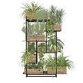 Hanging Basket Plants in Wooden Pots on Metal Shelves with Green Ferns and Trailing Vines
