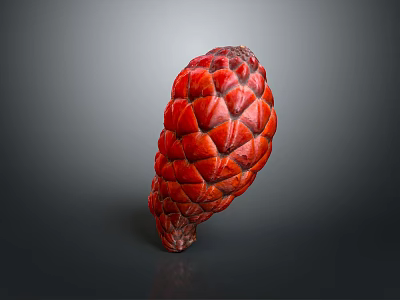 Red Scaly Plant Fruit with Cone Like Shape on Gray Gradient Background and Reflective Surface 3d model