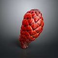 Red Scaly Plant Fruit with Cone Like Shape on Gray Gradient Background and Reflective Surface