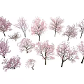 Beautiful Pink Flowering Trees In Various Sizes For Garden Landscaping