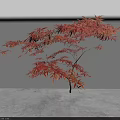 Red Maple Tree With Vibrant Red Leaves Spreading Against White Wall And Gray Floor