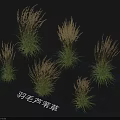Multiple Feather Reed Grass Clumps with Green Stems and Golden Plumes Against Dark Background