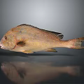 Fresh Whole Golden Spotted Fish With Shiny Skin And Reflection On Gray Background