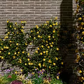 Climbing Yellow Flowers On Brick Wall With Purple Blooms At The Bottom