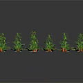 Cartoon Scenes Featuring Various Green Plants With White And Red Decorations