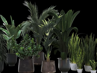 Varied Indoor Potted Plants With Tropical Green Leaves And Ceramic Metal Pots 3d model