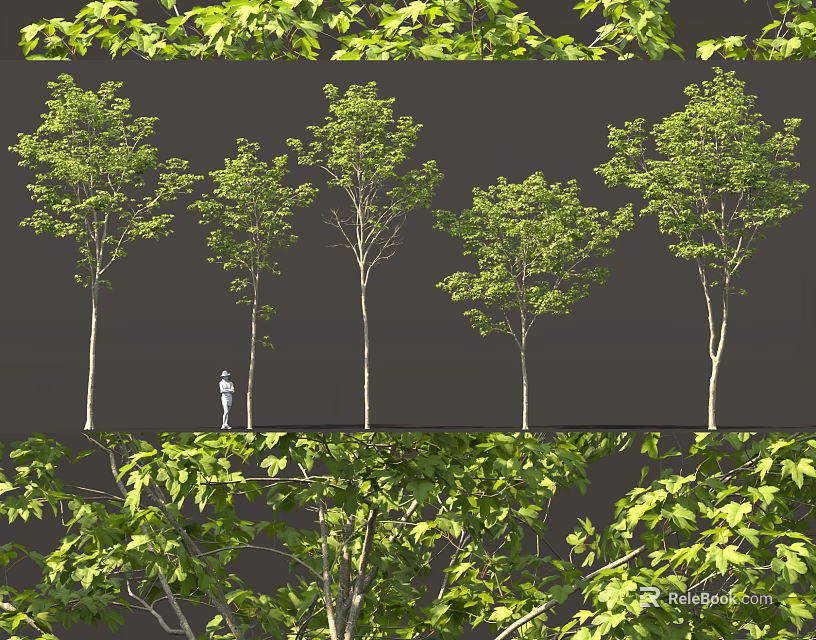 Tall Arbor Trees With Green Leaves And A Person Standing Nearby For Scale 3d model 