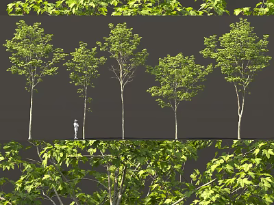 Tall Arbor Trees With Green Leaves And A Person Standing Nearby For Scale 3d model